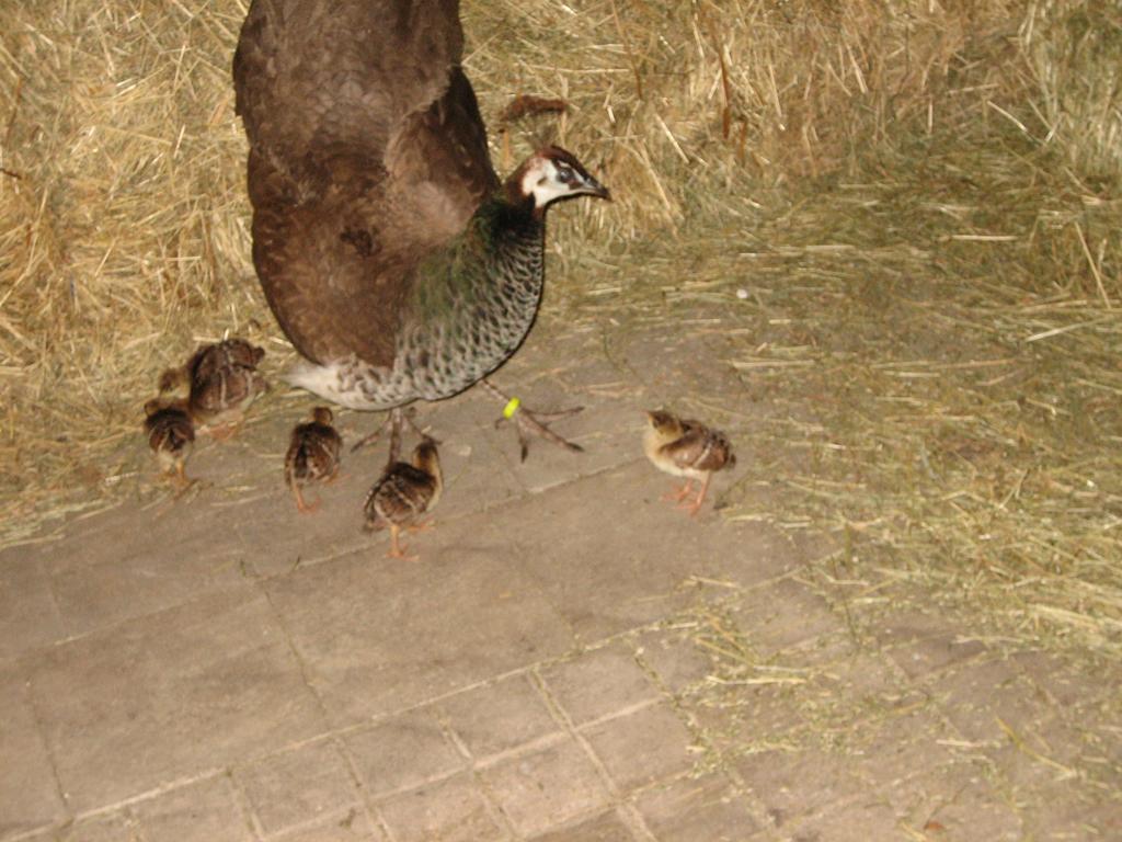 Montlingen Steigmatt Bauernhof- Erlebnisヴィラ エクステリア 写真